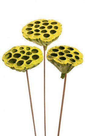 Lotos am Stäbchen gefärbt Durchmesser 6-8 cm 6 Stck gelb