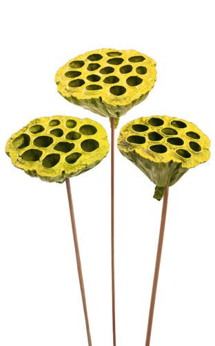Lotus on stick dyed diameter 6-8 cm 6 pcs/pkg yellow