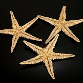 Starfish 6-8 cm thick, 6 pcs/pkg