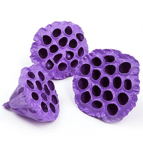 Lotus dyed diameter 6-8 cm 6 pcs/pkg purple