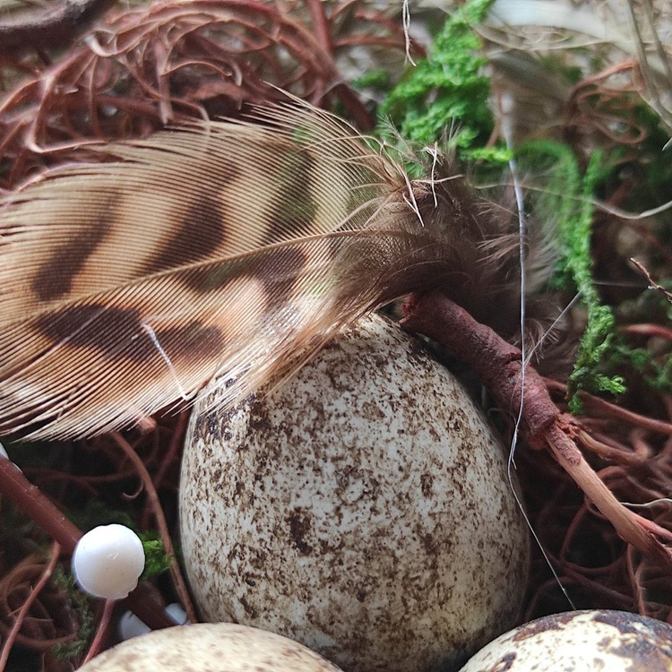 Natura Nest mit Wachteleiern 