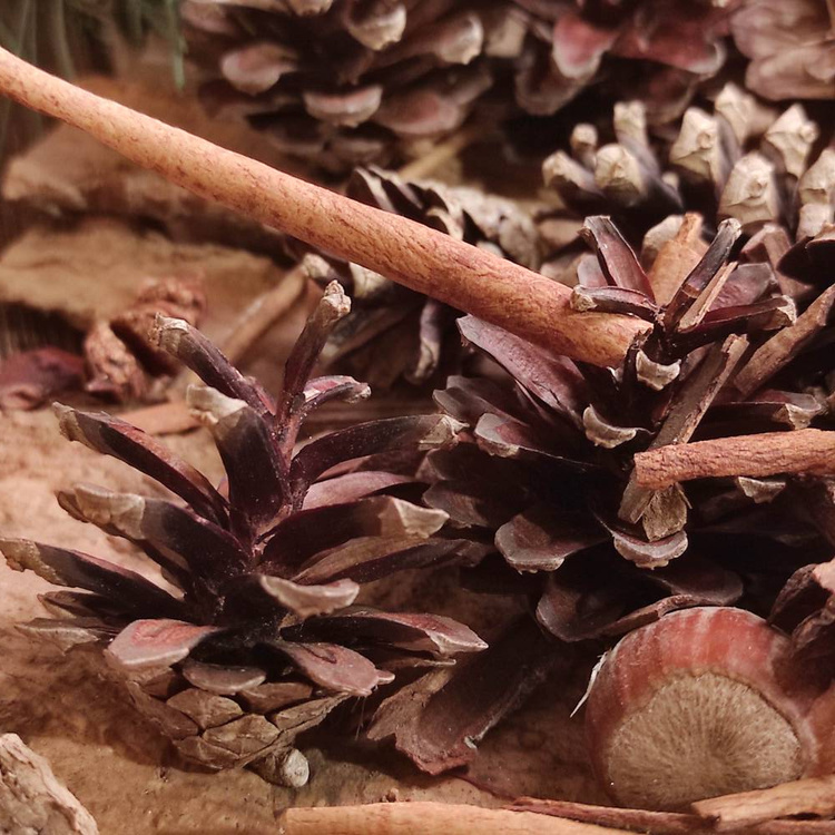 Potpourri