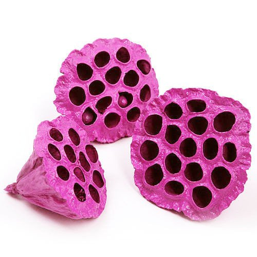 Lotus dyed diameter 6-8 cm 6 pcs/pkg purple