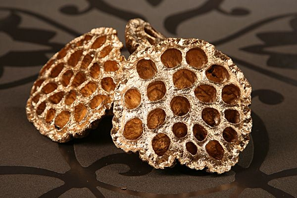 Lotos golden groß Durchmeser 10 cm 6 Stck lackiert