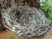 Faszinierende Fassung 10 cm gebleicht