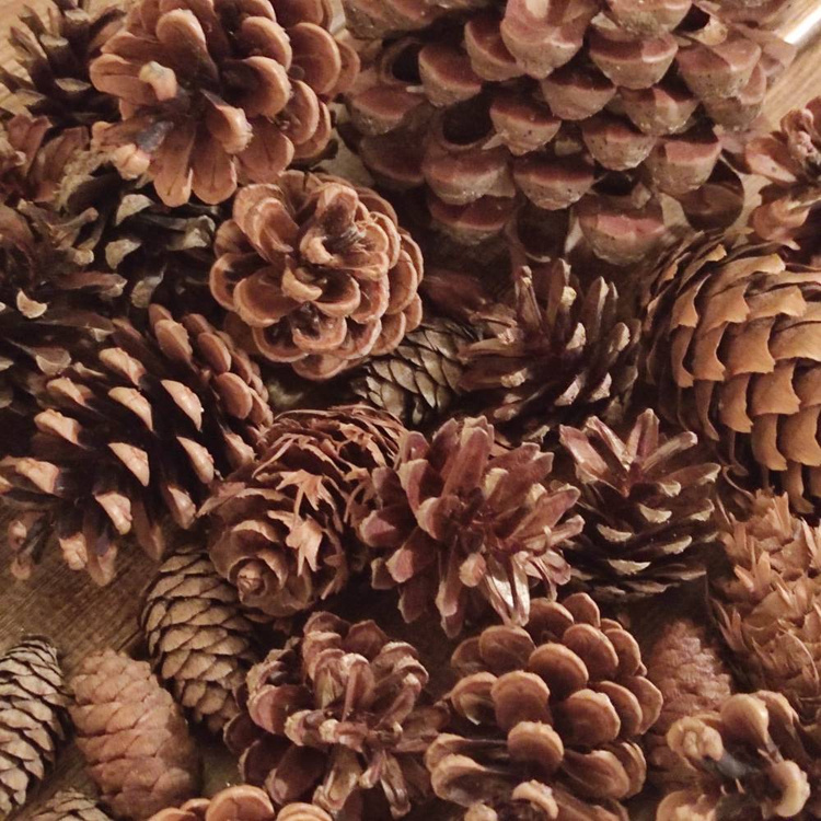 Set of dried cones: pine,pine,larch,douglas fir, beech 35-45 pcs.