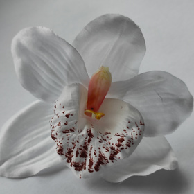 Forsythia 52 cm