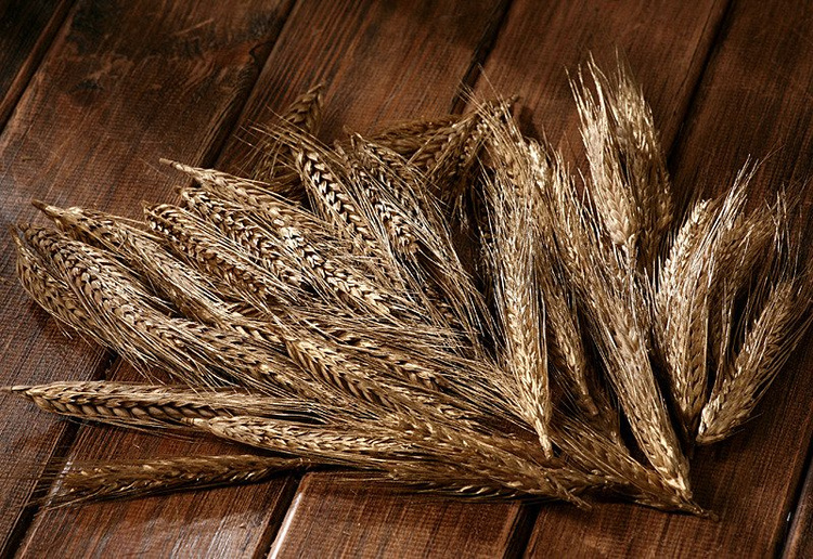 Kłosy zboża dekoracyjne złocone 10 cm 12 szt / suszone rośliny do kompozycji