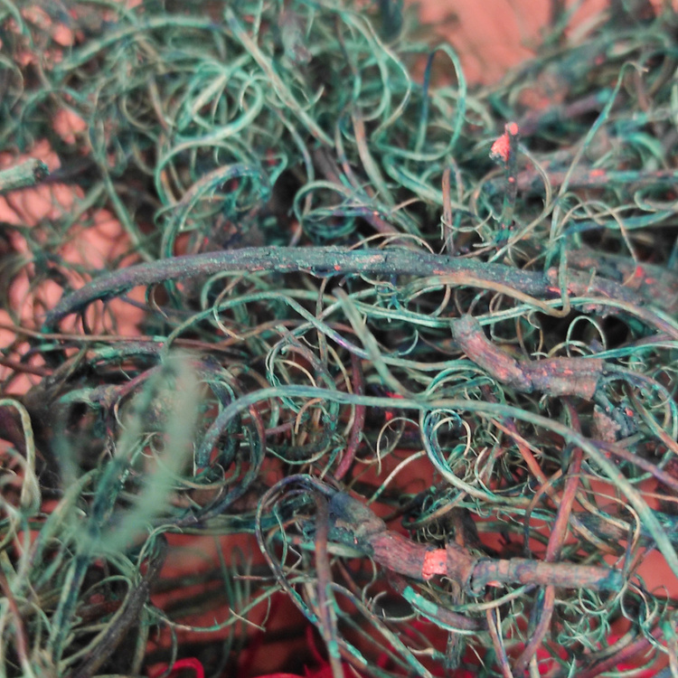 Suszone rośliny Mech kręcony,czerwono-zielony