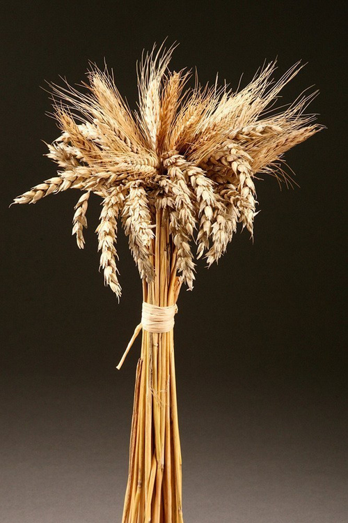 Ears of grain, natural, 60-70 cm