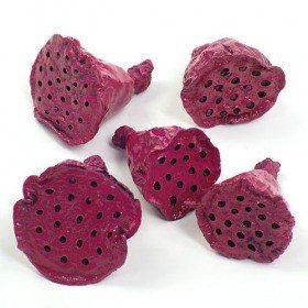Lotos mini lackiert 12 Stck Fuchsie