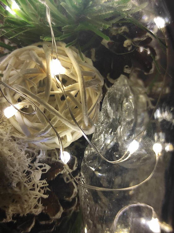 Wald im WINTER 1 Glas DIY Material zum Selbermachen 