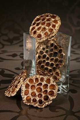 Lotos golden groß Durchmeser 10 cm 6 Stck lackiert