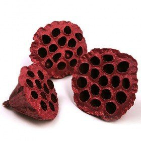 Lotos gefärbt Durchmesser 6-8 cm 6 Stck weinrot