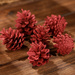 Mountain pine cone, 12 pcs/pkg claret