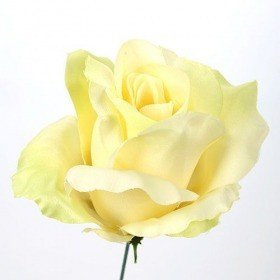 Satinköpfchen der Rose, 11,5 cm - cremefarben/grün 3 Stk/Pkt