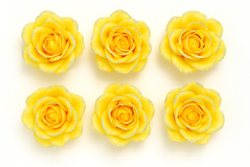 Produkt Rose 12 / PAKET GELB