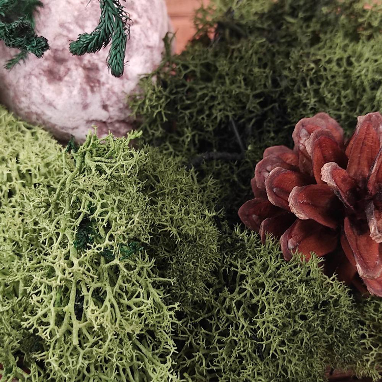 Moss Chrobotek decorations 50g green