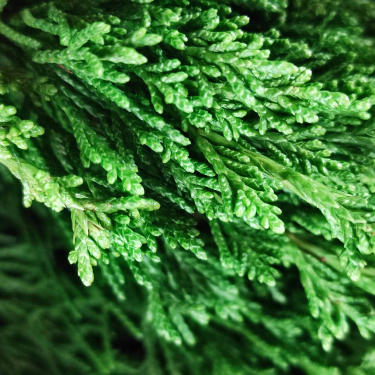 Dekorationsschwamm, grün geschnitten, Selbstmontageset