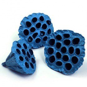 Lotus dyed diameter 6-8 cm 6 pcs/pkg blue