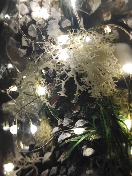 Forest in a WINTER 1 jar DIY material for self-arrangement 
