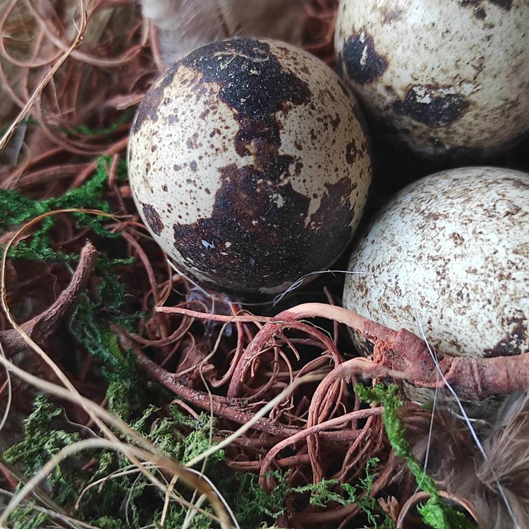 Natura Nest mit Wachteleiern 