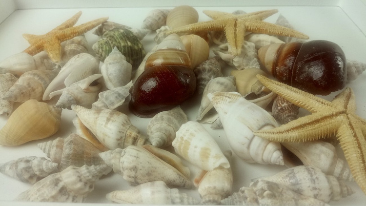 Shells and starfish 50 pcs / pack