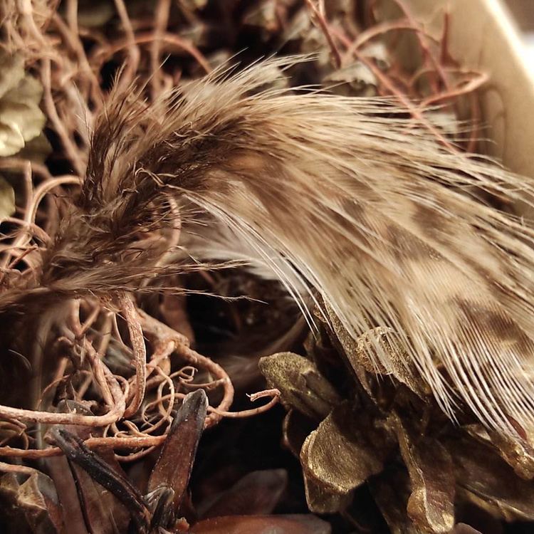 Natural nest, richly equipped, 10-12 cm 
