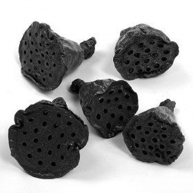 Lotos mini lackiert 12 Stck schwarz