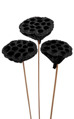 Lotos am Stäbchen gefärbt Durchmesser 6-8 cm 6 Stck schwarz