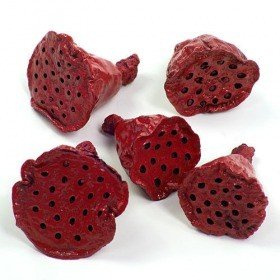 Lotos mini lackiert 12 Stck weinrot