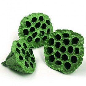 Lotos gefärbt Durchmesser 6-8 cm 6 Stck grün