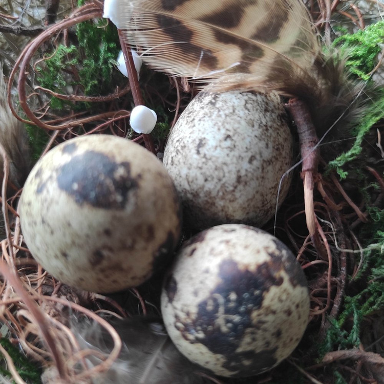 Natura Nest mit Wachteleiern 