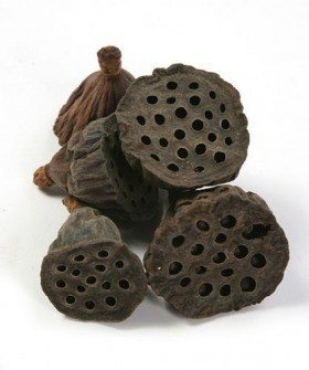 Lotos 2-3 cm 12 Stck