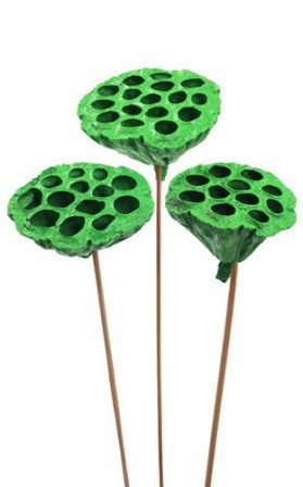 Lotus on stick dyed diameter 6-8 cm 6 pcs/pkg light green