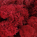 Icelandic moss 50 g, red