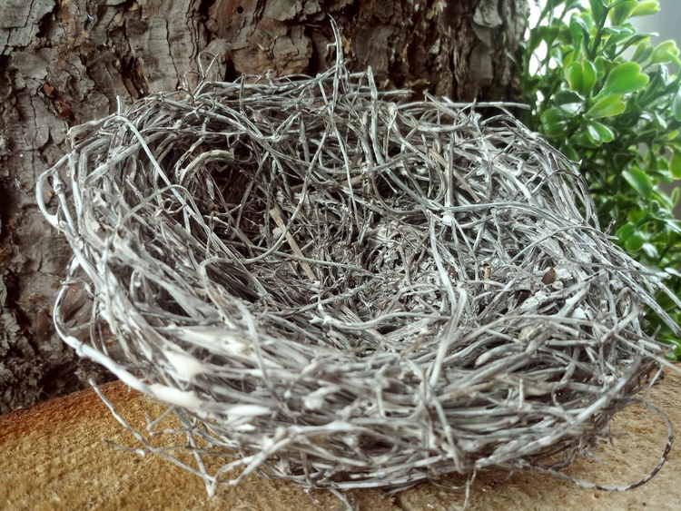 Fascinating socket bleached 10 cm