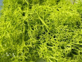 Moss Chrobotek decorations 50g green