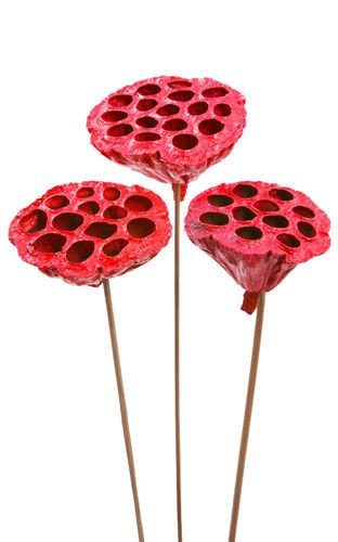 Lotos am Stäbchen gefärbt Durchmesser 6-8 cm 6 Stck rot