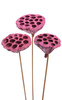 Lotos am Stäbchen gefärbt Durchmesser 6-8 cm 6 Stck Fuchsie