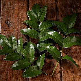 Holly- 3 branches ca.25-30cm living plant