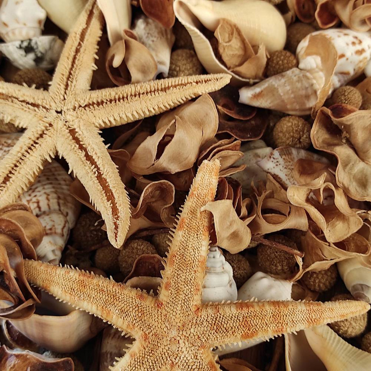 Potpourri Natura Summer 2 
