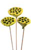 Lotus on stick dyed diameter 6-8 cm 6 pcs/pkg yellow