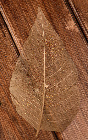 Skelettblätter lang 20-30 cm golden 20 Stck