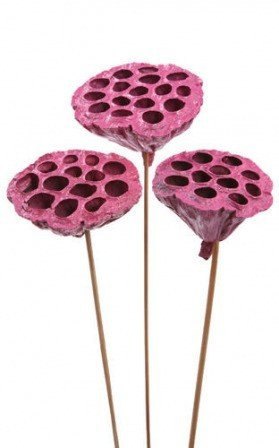 Lotus on stick dyed diameter 6-8 cm 6 pcs/pkg fuchsia