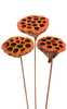 Lotos am Stäbchen gefärbt Durchmesser 6-8 cm 6 Stck orange