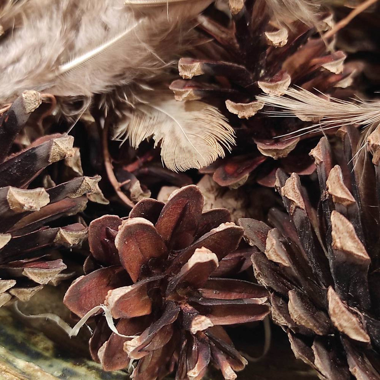 Natural nest, richly equipped, 10-12 cm 