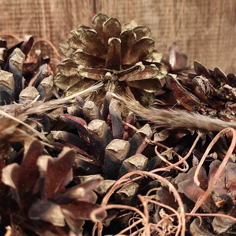 Pine cone, golden 12 pcs/ pkg