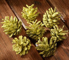 Yellow set of dried plants