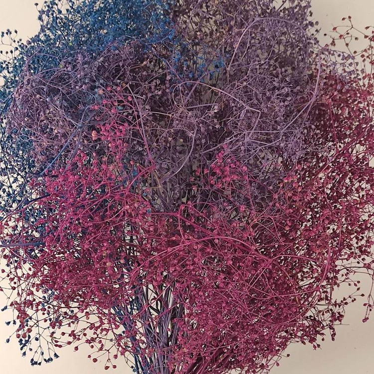 Rośliny do bukietu Gipsówka pęczek niebiesko-fioletowy